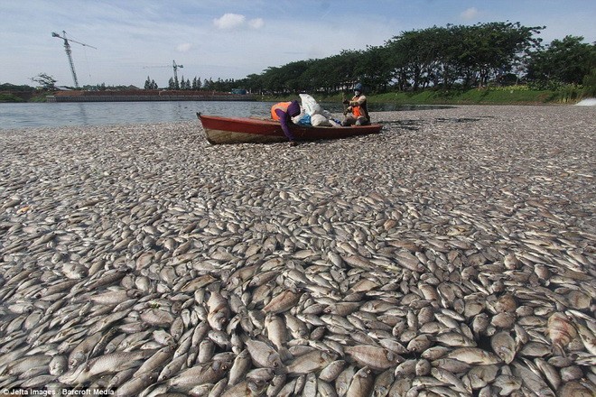 Hàng trăm tấn  cá chết bí ẩn, nổi trắng ở Indonesia.